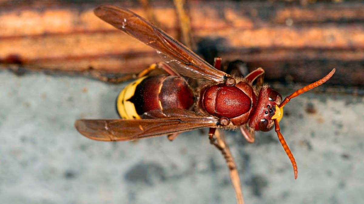 Avispón oriental en Andalucía sobre superficie, amenaza para la apicultura