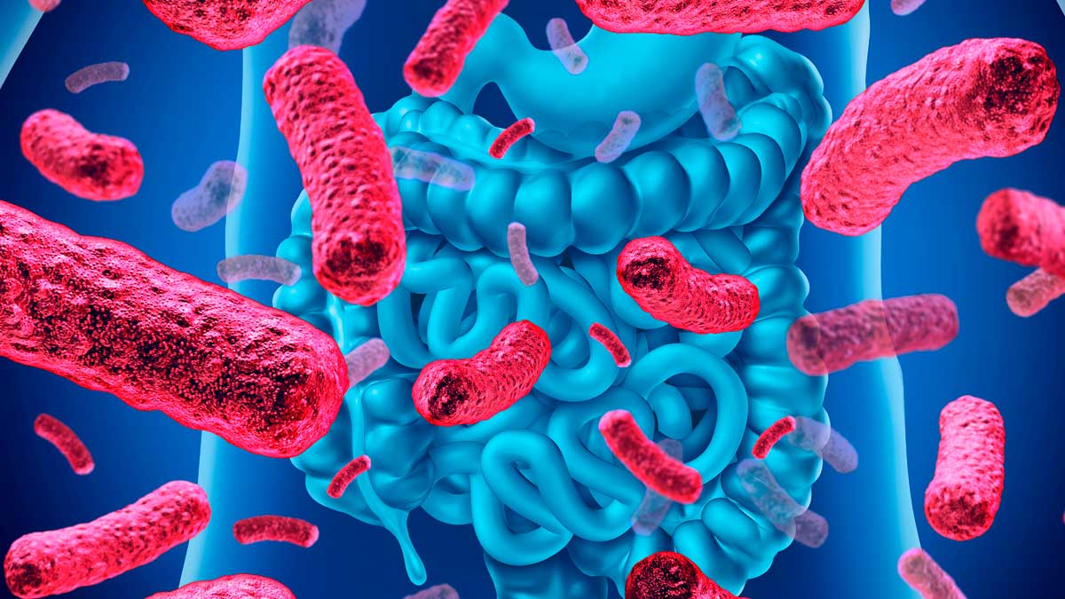 Bacterias de la microbiota intestinal relacionadas con el deterioro cognitivo y el Alzheimer