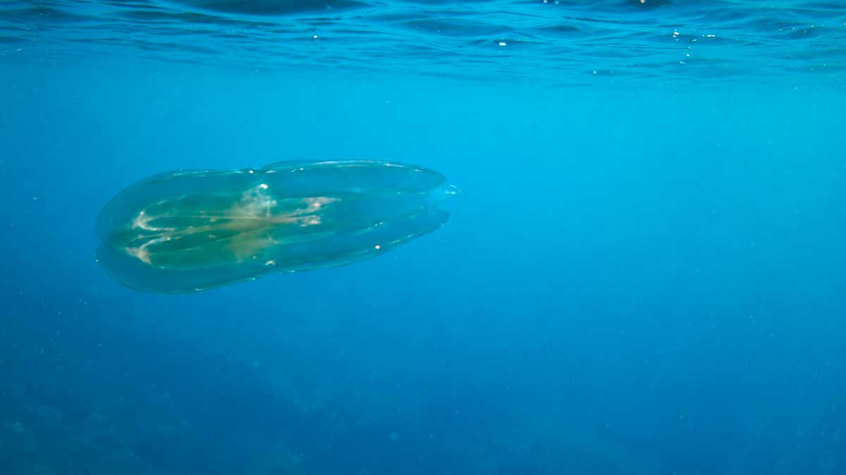 Ctenóforo en el mar de Granada, especie marina que no pica