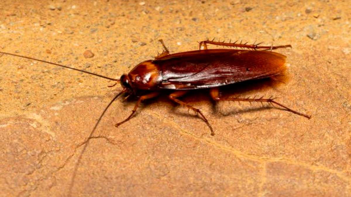 Cucaracha voladora en Andalucía sobre una superficie marrón