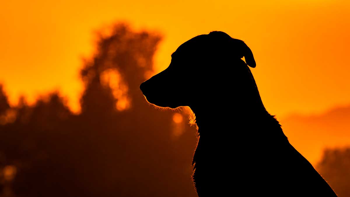 Perro silueteado durante el eclipse solar total en Andalucía en 2026