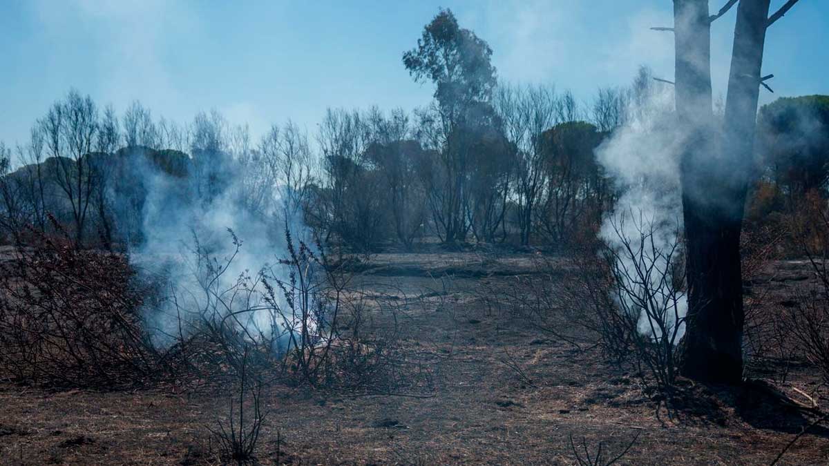 Incendio de Niebla con humo y vegetación quemada tras afectar 25.000 hectáreas