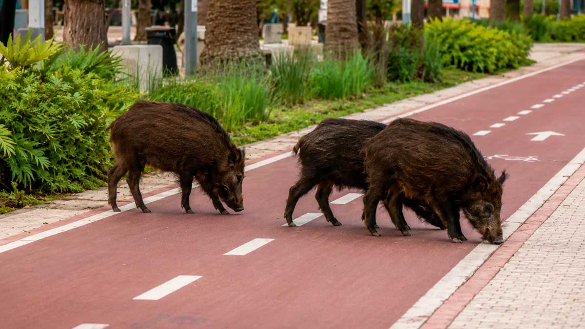 Jabalíes en una zona urbana de Málaga