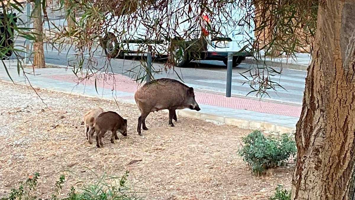 Jabalíes junto a una zona urbana de Málaga