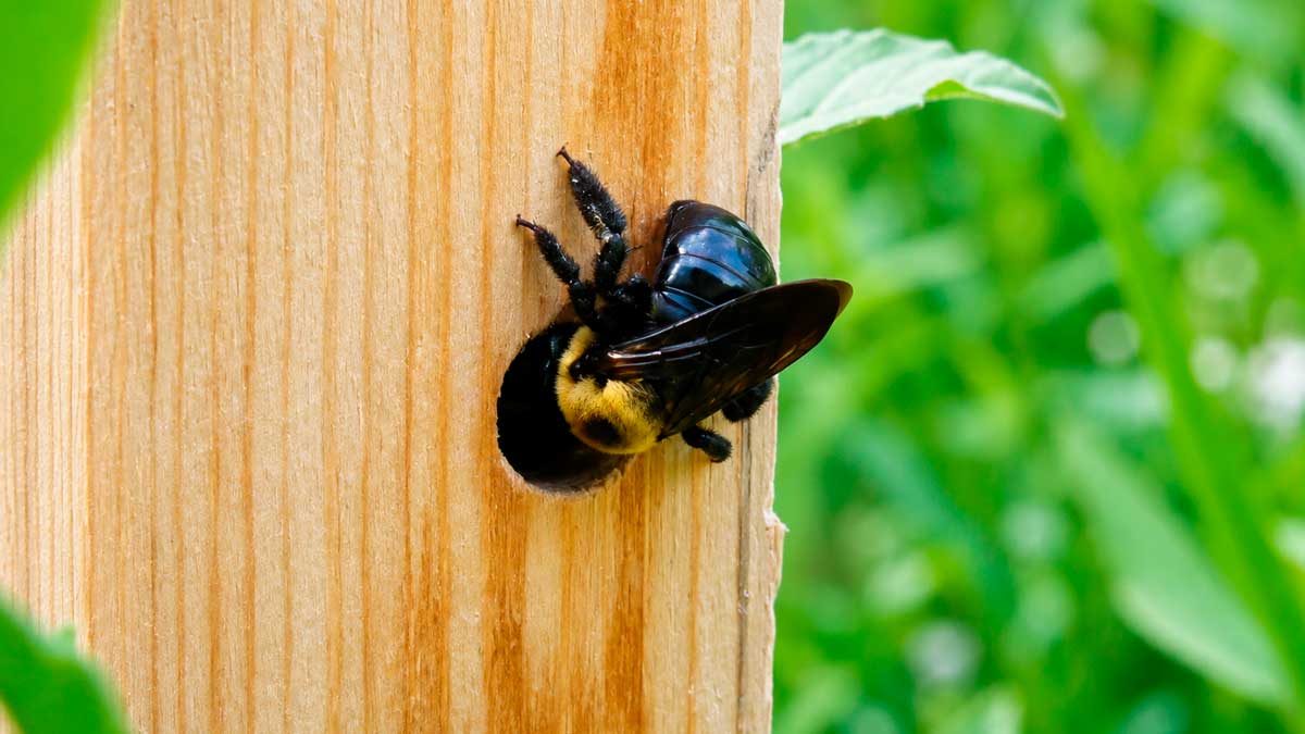 Abeja carpintera perforando madera en terraza de Almería