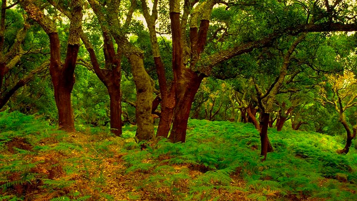 Parque Natural Los Alcornocales en Andalucía, donde se desarrollan proyectos de adaptación al cambio climático.