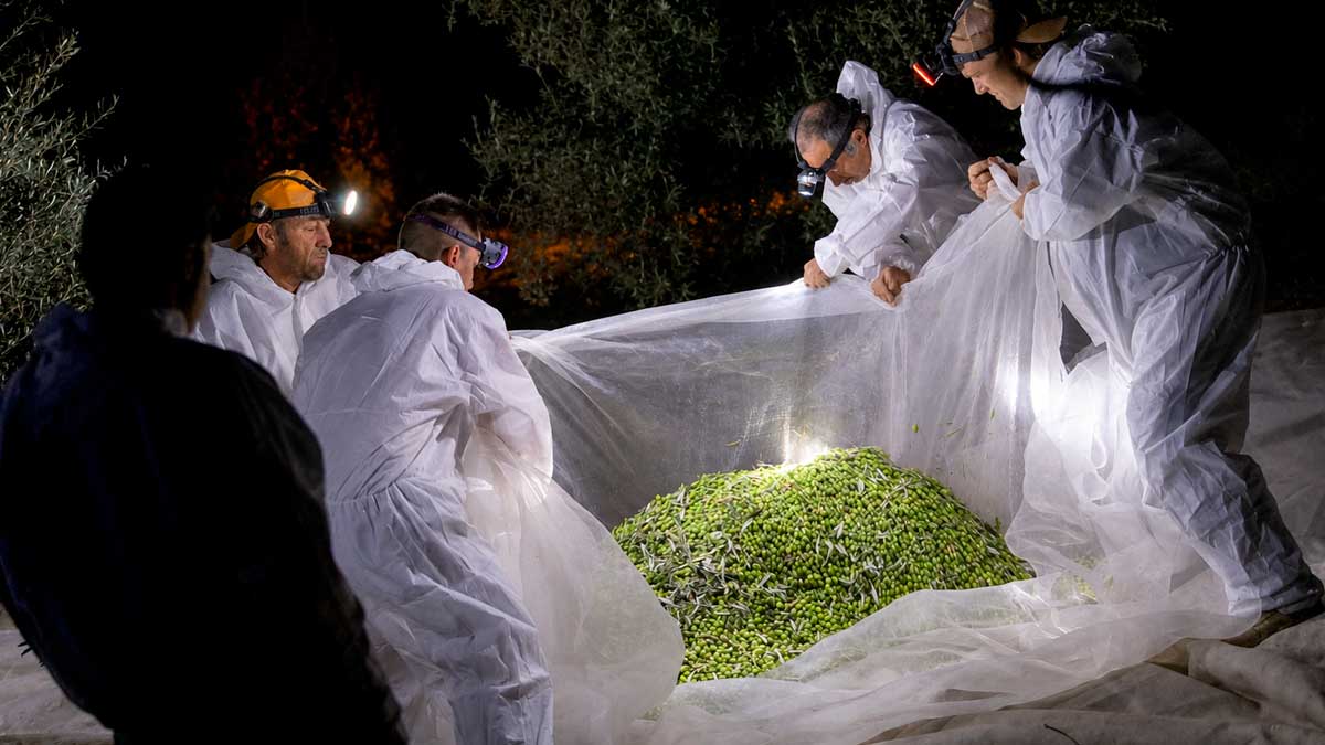 Recogida nocturna de aceituna en Andalucía con trabajadores usando trajes protectores