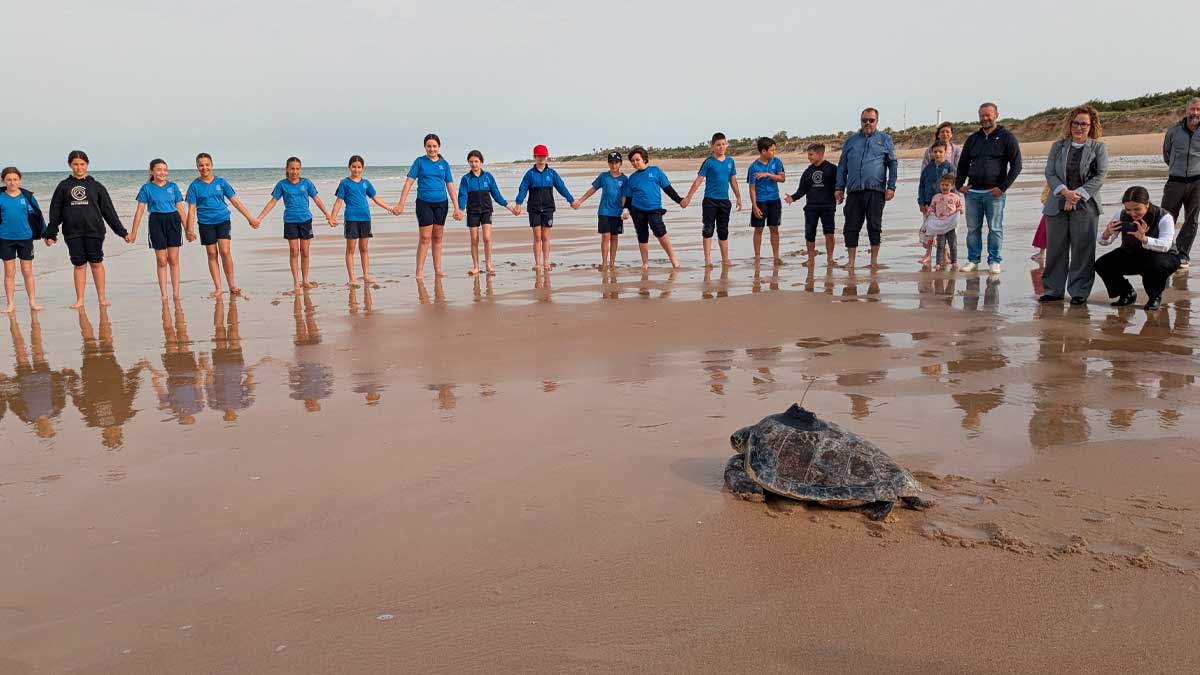 Tortuga boba regresando al mar durante una liberación realizada en Andalucía en 2026.