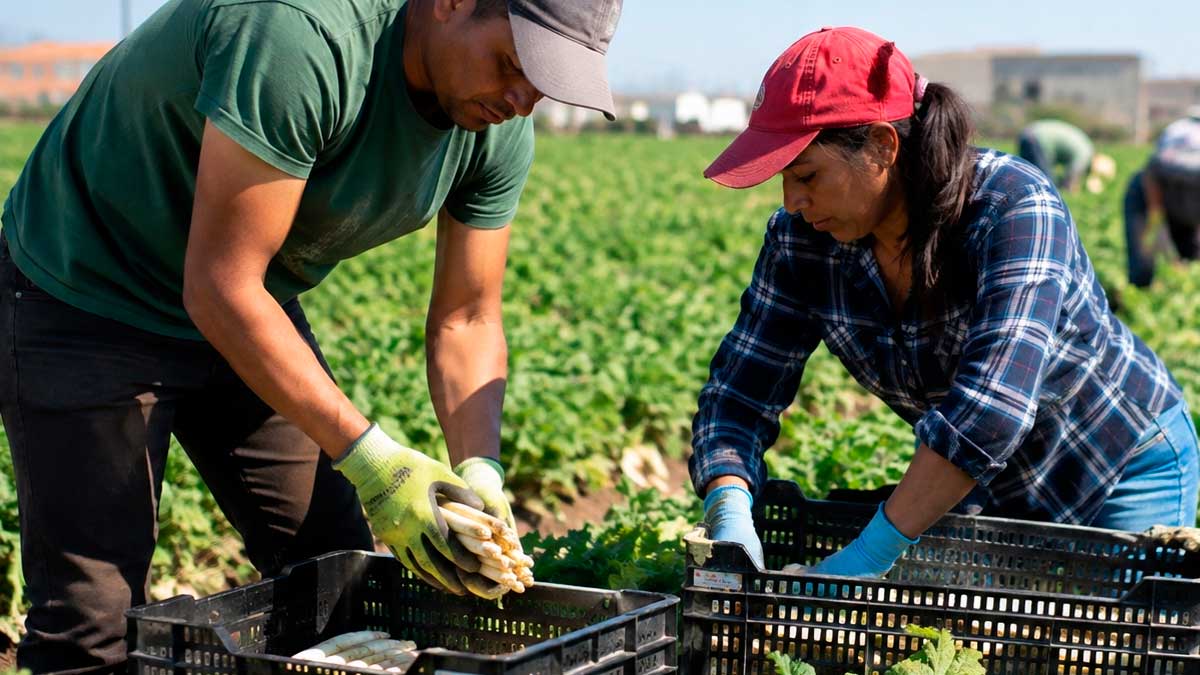 Trabajadores agrícolas durante una jornada laboral en el campo andaluz