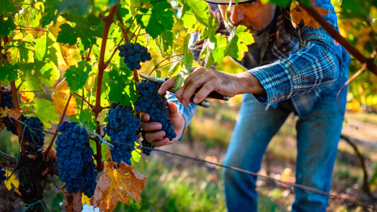Trabajador en la vendimia andaluza recogiendo uvas para Randstad