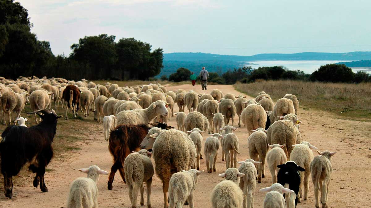 Rebaño de ovejas en una vía pecuaria de Andalucía recuperada