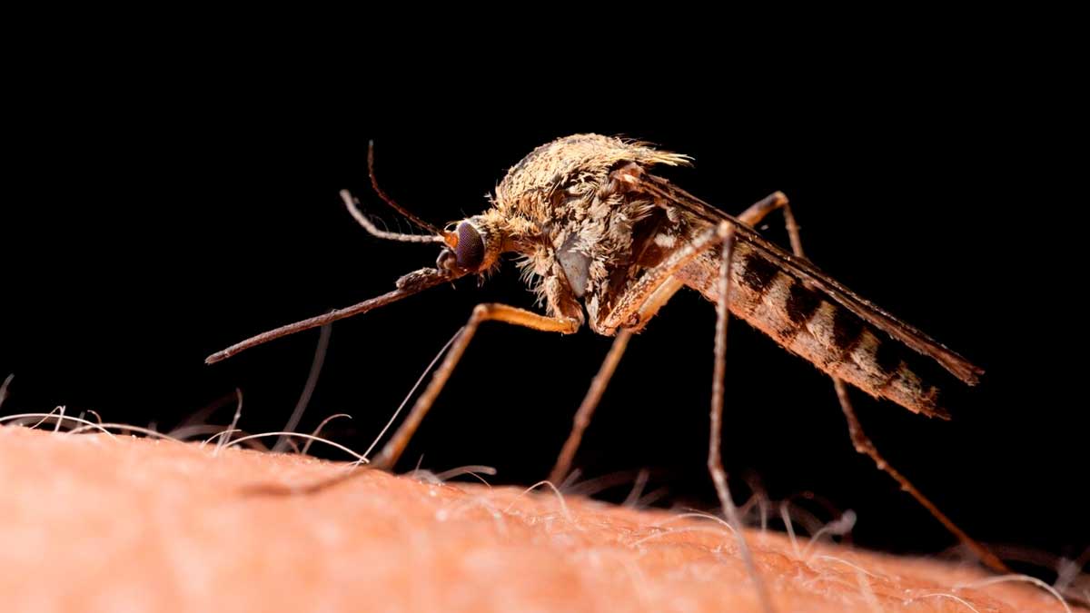 Mosquito transmisor del Virus del Nilo occidental sobre la piel humana en Sevilla