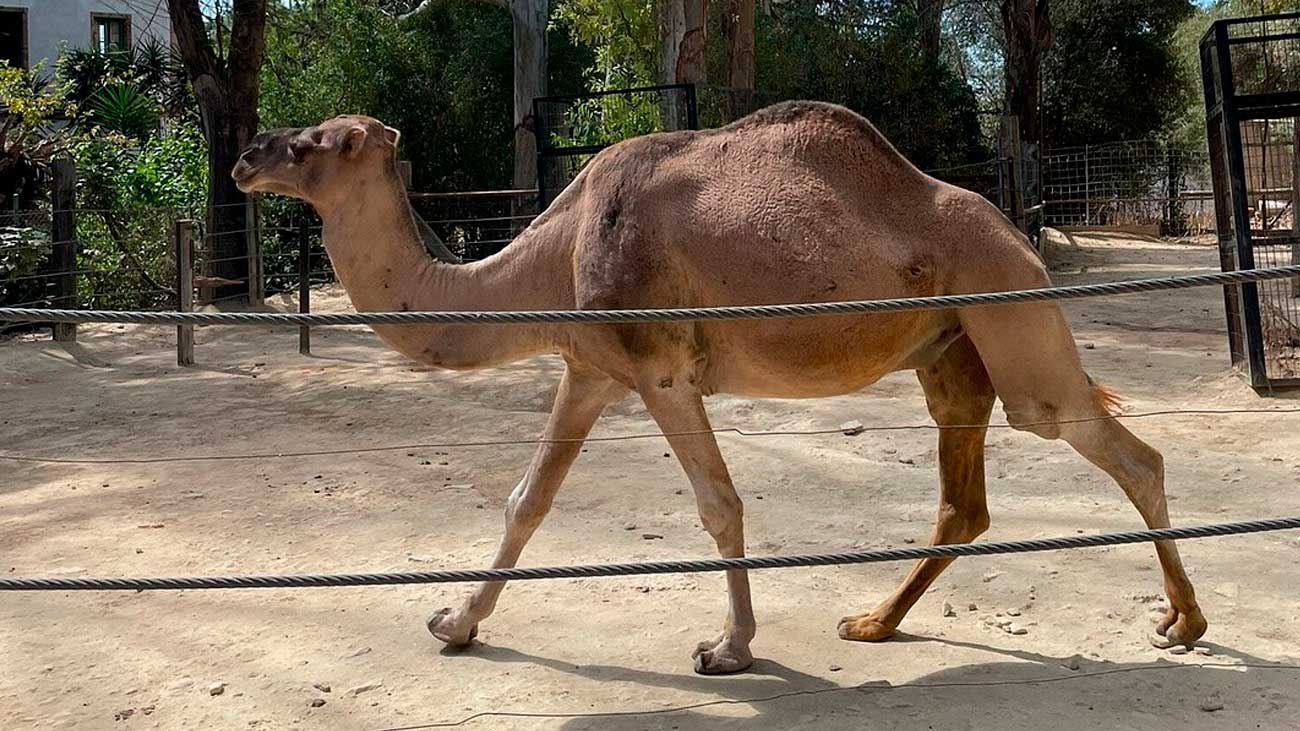 Camello en el Zoo de Jerez tras cierre por Virus del Nilo