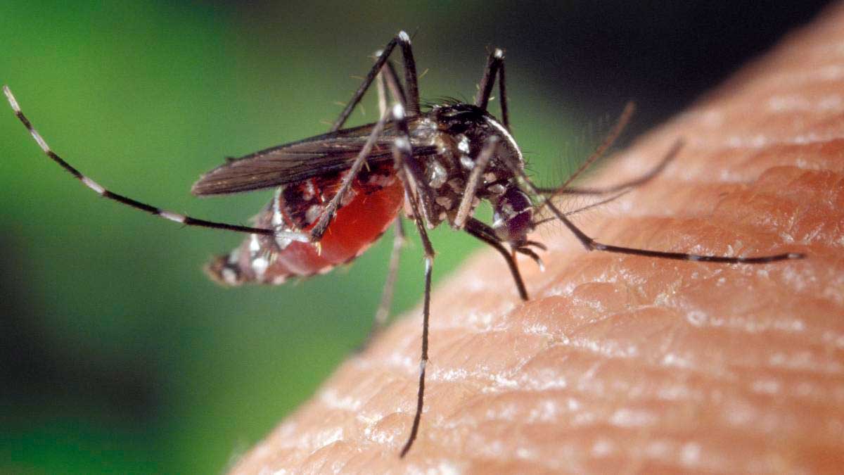 Mosquito transmisor del virus del Nilo occidental en Andalucía