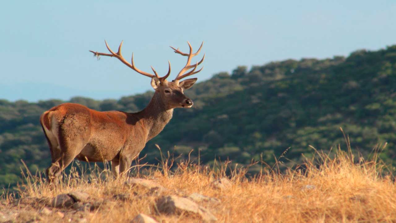 Ciervo durante la berrea en la Sierra de Andújar en Jaén