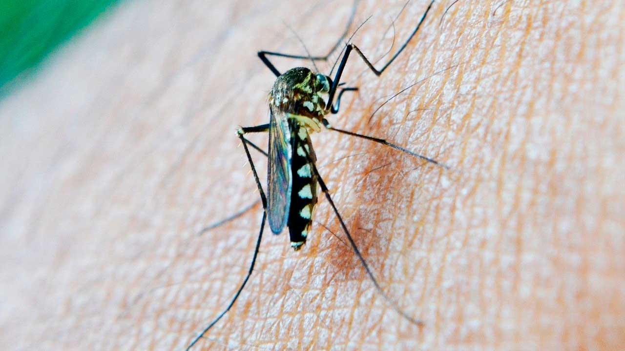 Mosquito transmisor del virus del Nilo en una zona bajo vigilancia en Huelva