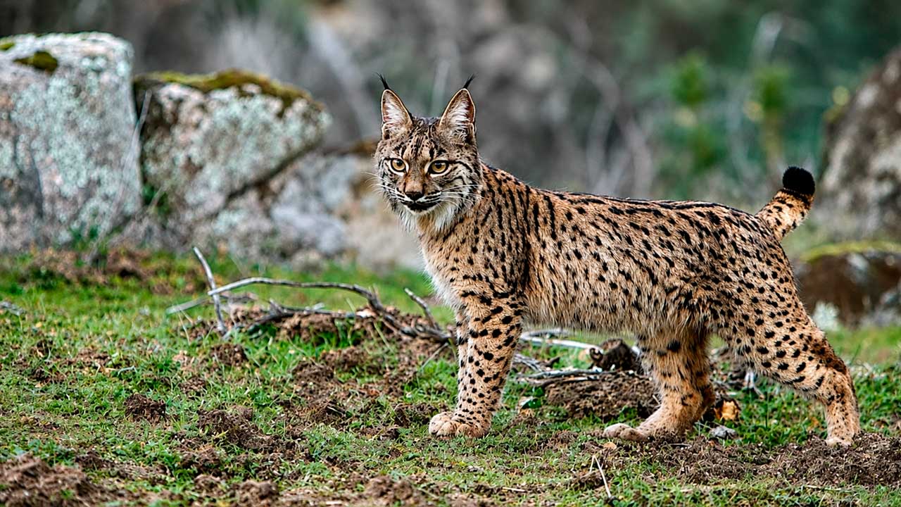 Lince ibérico en Sierra Morena Oriental, principal núcleo de la especie en la Península