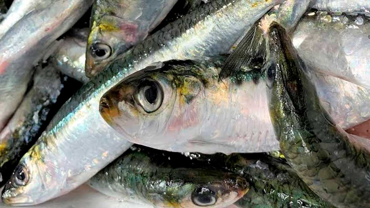 Sardinas expuestas en el mostrador de una pescadería