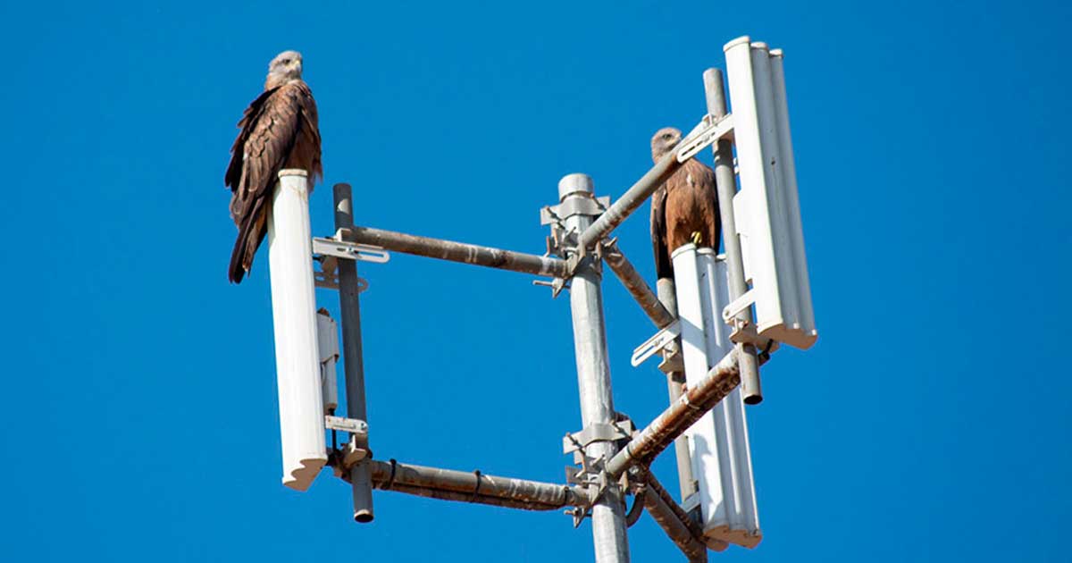 Dos rapaces posadas sobre una estructura metálica en Sevilla