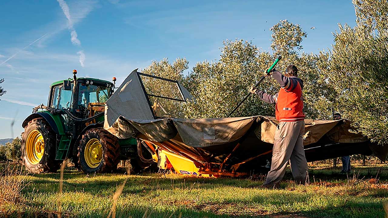 Trabajador agrario durante la recogida de aceituna en un olivar de Andalucía