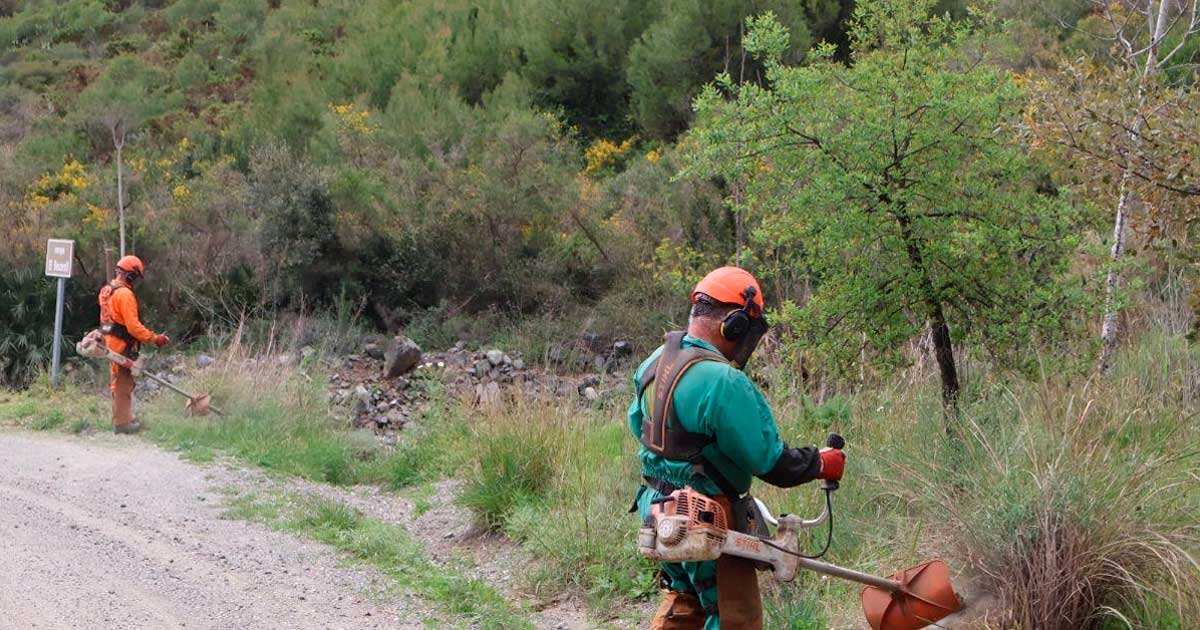 Trabajadores realizan labores forestales en un monte de Andalucía