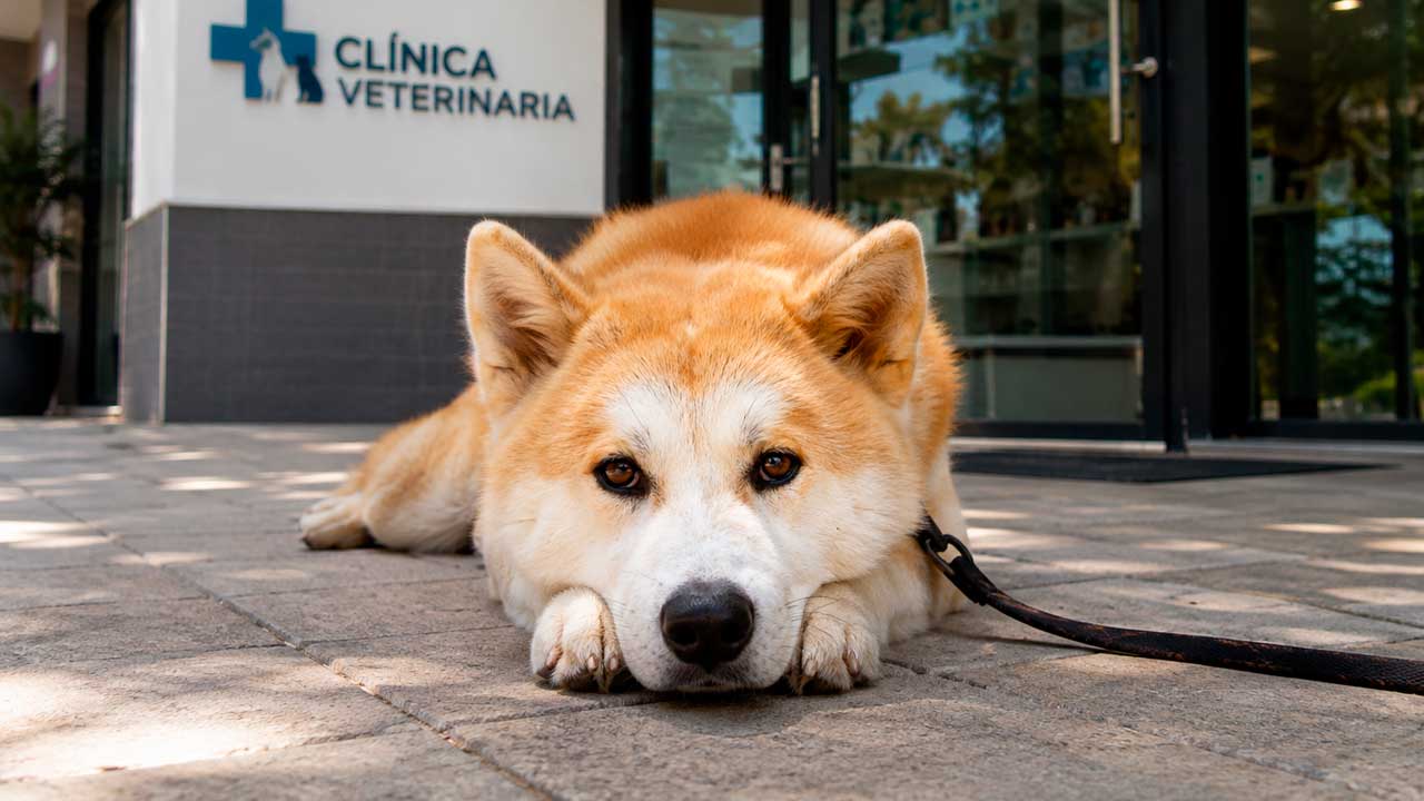 Perro atendido en una clínica veterinaria tras el caso de una veterinaria de Málaga