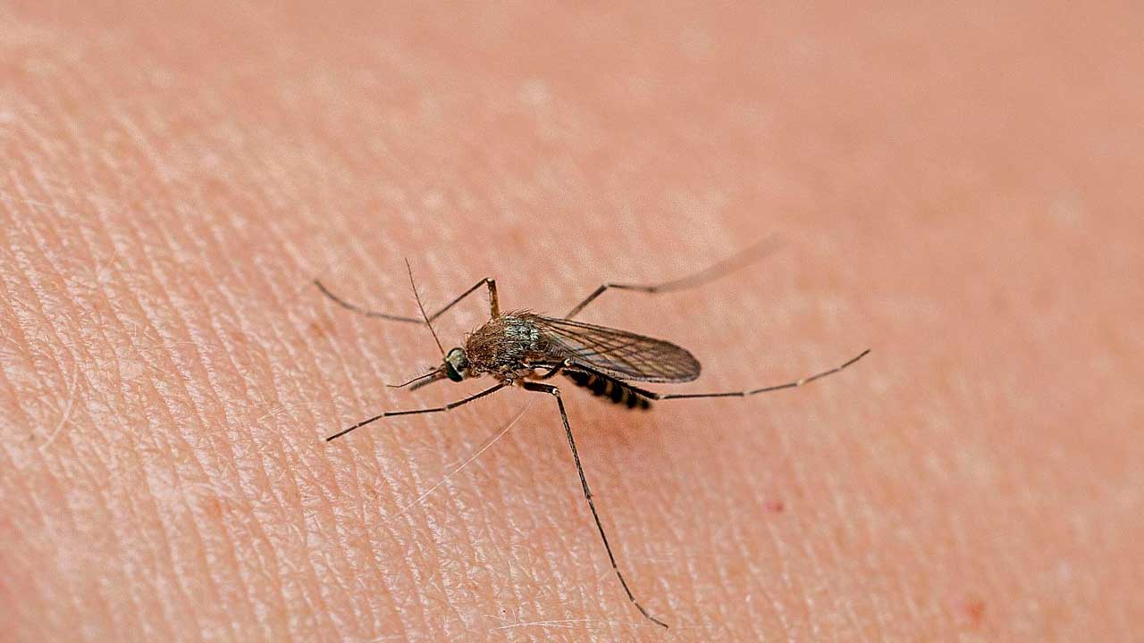Mosquito transmisor del virus del Nilo en Andalucía