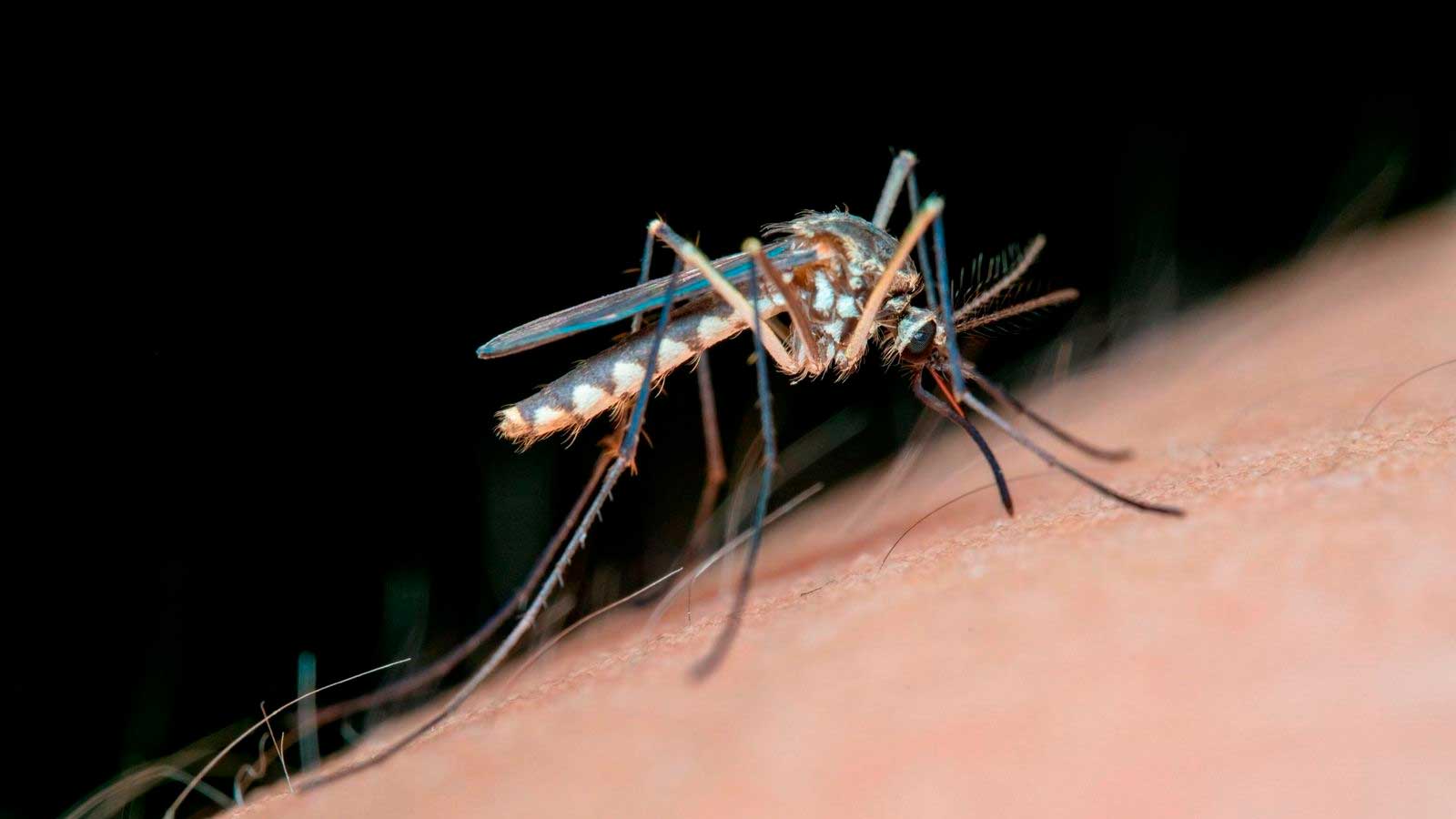 Mosquito transmisor del virus del Nilo Occidental sobre la piel de una persona