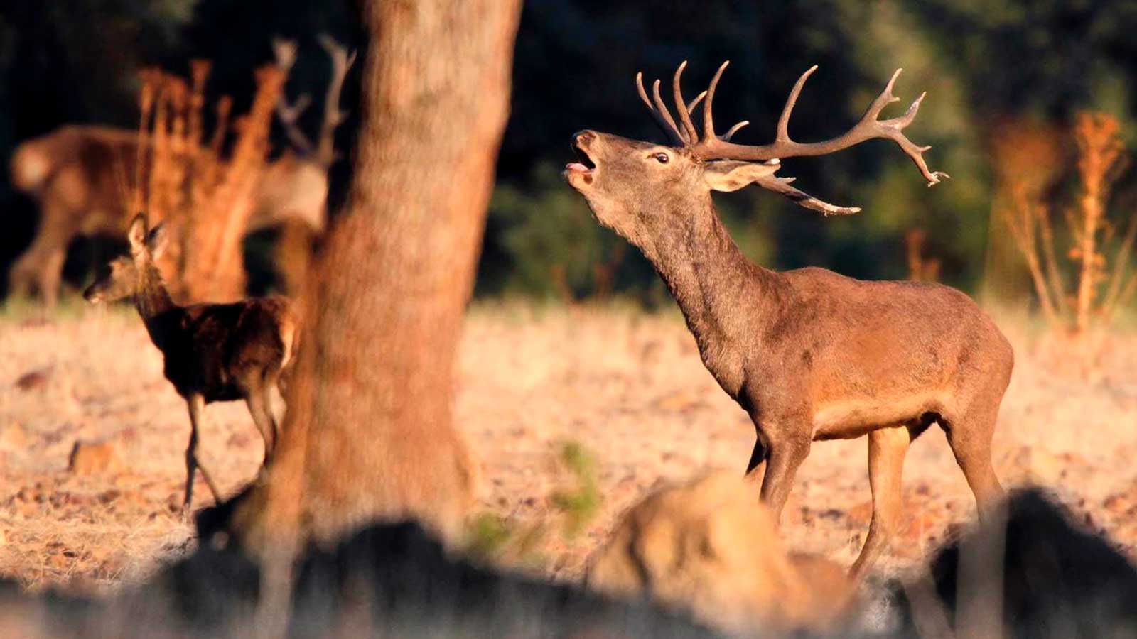 Ciervo macho bramando durante la berrea en Sierra Morena, Andalucía
