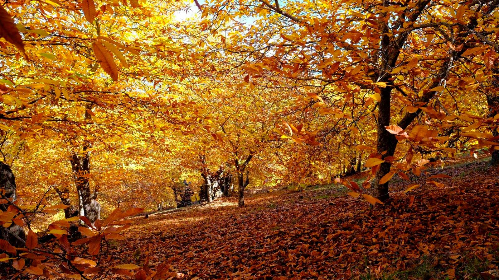 Bosque de Cobre de Málaga con castaños de hojas doradas y anaranjadas durante el otoño.