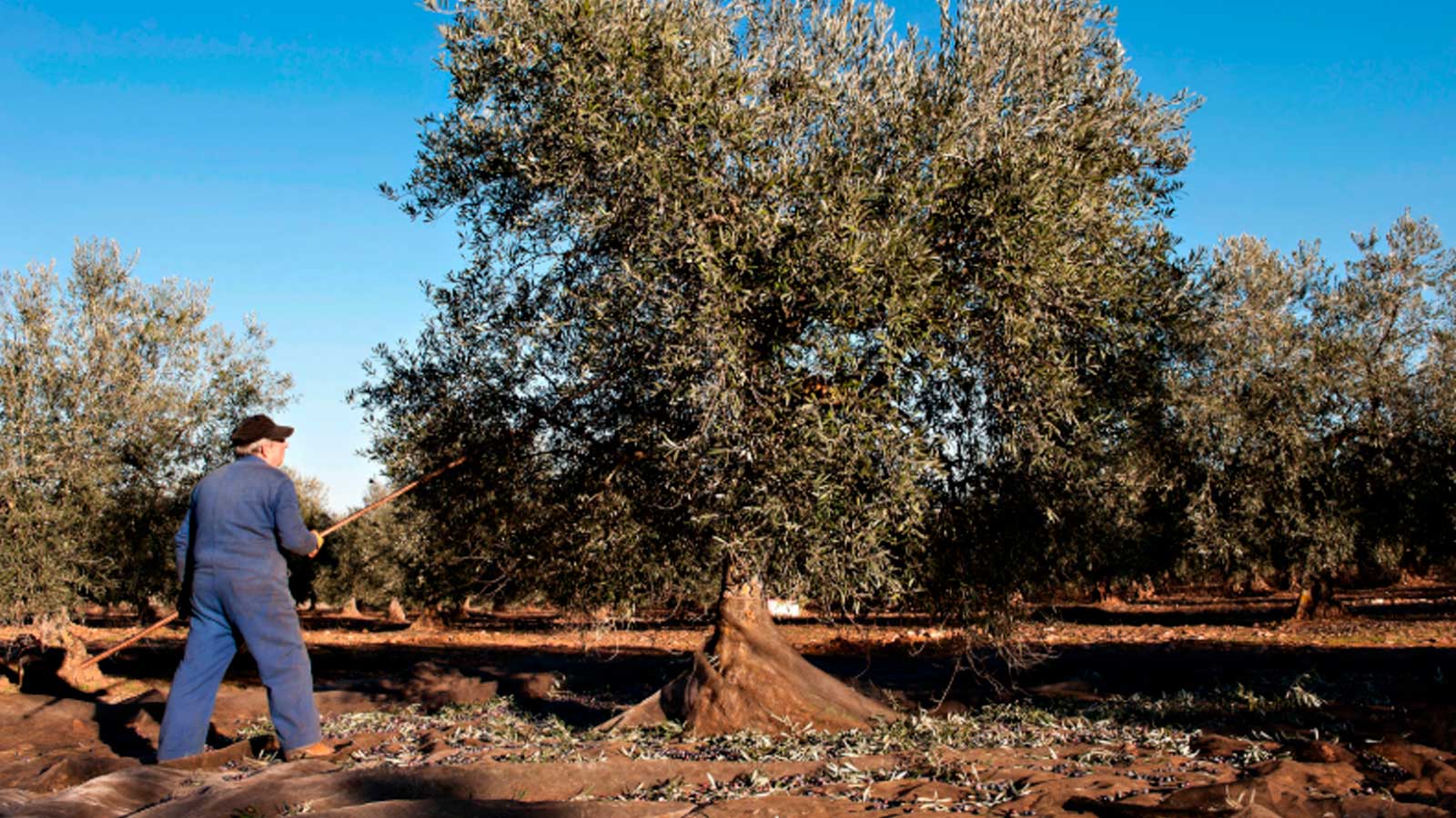 Trabajador durante la recogida de aceituna en un olivar de Andalucía