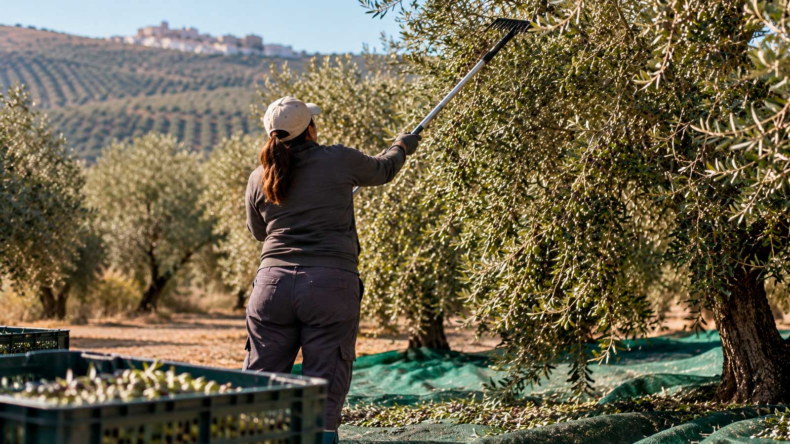 Mujer trabajando en un olivar durante la recogida de aceitunas