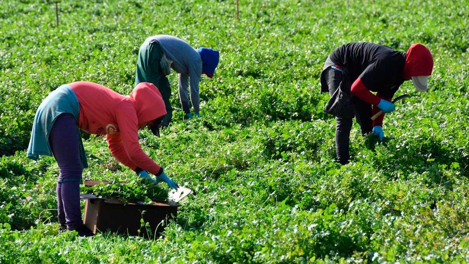 Trabajadores agrícolas durante una jornada de trabajo en Andalucía