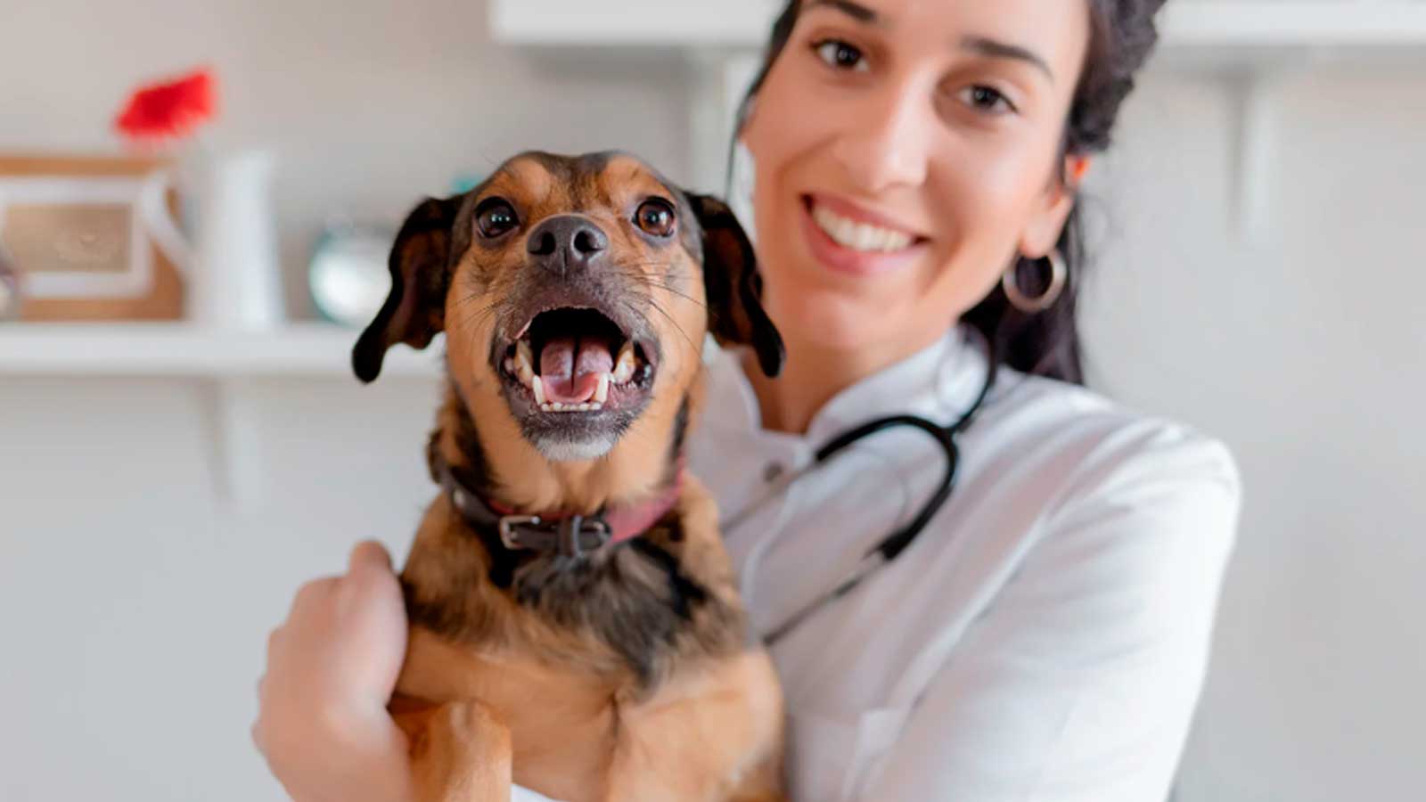 Veterinaria sostiene a un perro en una clínica veterinaria, imagen sobre las obligaciones de identificación de mascotas en Andalucía.